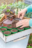 Woman topping up pots sown with sunflower seeds with thin layer of compost.