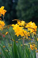 Crocosmia Walberton Yellow 'Walcroy' - Montbretia 'Walberton Yellow'