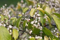 Euonymus hamiltonianus 'Popcorn' - Hamilton's spindletree 