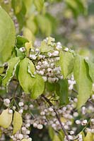 Euonymus hamiltonianus 'Popcorn' - Hamilton's spindletree