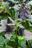 Rodgersia podophylla - Frost damaged leaves - May