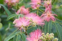Albizia julibrissin f. rosea - Persian Silk Tree - July