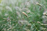 Phalaris brachystachys - Shortspike Canary Grass