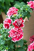 Petunia F1 'Pirouette red and white'  