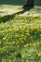Narcissus bulbocodium - Hoop Petticoat Daffodil 