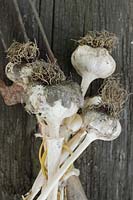 Allium sativum 'Germidour' - Freshly harvested garlic bulbs on dark wooden surface. 