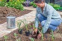 Woman planting the Elephant Garlic started off in pots under glass