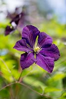 clematis texensis 'Etoile Violette'