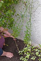 Person planting a Senecio glasifolius against a wall. 