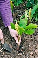 Person planting Convallaria majalis - Lily of the valley