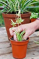 Chlorophytum comosum 'Variegatum' - person pressing spider plantlet into pot of compost to allow it to root. 