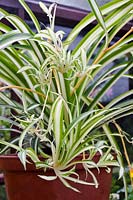Chlorophytum comosum 'Variegatum' - Spider plant - Mature plant with plantlets.
