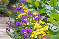 Verbena 'Intensity' growing with Tagetes 'Alumia Vanilla Cream' in border by path edge.
