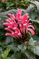 Justicia carnea - Brazilian plume flower