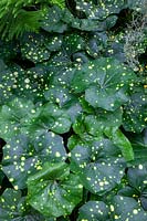 Farfugium japonicum 'Aureomaculatum' - Gold-spotted Japanese farfugium