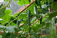 Cucumber 'Socrates' in a greenhouse
