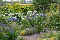 Planting combination of Hydrangea arborescens 'Annabelle' with blue phlox, agapanthus and catmint. Behind, golden hop scrambles over rustic screen.
