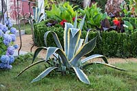Agave americana 'Variegata' - Century plant 'Variegata' in show garden. The Dream of the Indianos Garden, Designed by Rose McMonigall, RHS Hampton Court Palace Garden Festival, 2019.