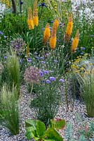 Gravel garden inspired by Beth Chatto, with drought tolerant plants such as Catanache caerulea, alliums, Stipa tenuissima and Eremurus x isabellinus 'Pinokkio' - Foxtail Lily. Beth Chatto: The Drought Resistant Garden, designed by David Ward, RHS Hampton Court Garden Palace Show, 2019.
