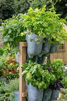 Upended plastic milk containers, attached to wooden frame, are used as planters for basil and coriander.