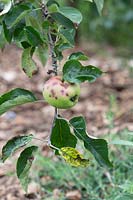 Malus domestica 'Calville Rouge d'Hiver' - Apple 'Calville Rouge d'Hiver' with Venturia inaequalis - Apple scab