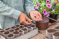 Woman carefully sowing Nigella flower seeds into bio pots. 