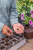 Woman carefully sowing Nigella flower seeds into bio pots. 
