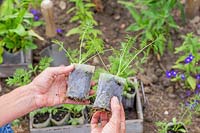Woman holding biodegradable pots with Nigella seedlings. 