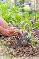 Woman planting biodegrable pots with wildflower seedlings in border with hand trowel. 