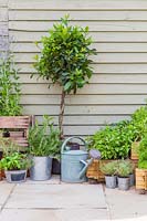 Raised wooden planter with mixed herbs