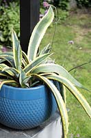 Variegated Agave in glazed blue container