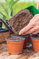 Topping up pots of newly sewn seeds with a think layer of compost