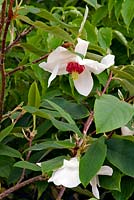 Magnolia Wilsonii 