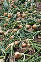 Lifting onions drying on top of soil. 