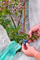 Person uncovering a blueberry plant from fleece protection against birds. 