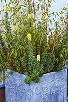 Pseudo-lead container planted with Fargesia scabridan - Bamboo,  Linaria vulgaris - Common Toadflax and Libertia peregrinans