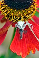 Crab spider devouring a hoverfly on a Helenium flower. 