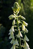 Galtonia 'Viridiflora' - Green-flowered Galtonia