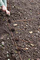 Person lining out and planting young Acer seedlings. 