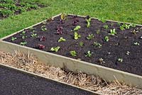 Raised beds planted with salads at Montague Organic Garden, Somerset, owned by Charles Dowding. 