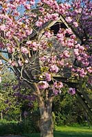 Treehouse built in blossoming Prunus 'Pink Perfection' - Cherry 'Pink Perfection' 