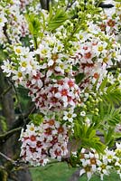 Xanthoceras sorbifolium - Shinyleaf Yellowhorn