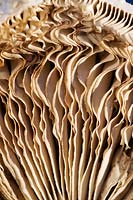 Chlorophyllum rhacodes - Shaggy Parasol Mushroom - Gills