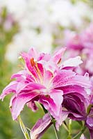 Lilium 'Twyford' PBR - Lotus Lily Series