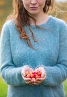 Woman holding harvested crab apples in hands