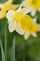 Narcissus lobularis - Narcissus pseudonarcissus 'Lobularis' - Lent lily daffodil