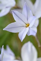Ipheion 'Rolf Fiedler'AGM - Spring starflower  