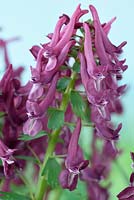 Corydalis solida 'Purple Bird' - Fumewort  