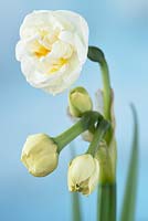 Narcissus 'Bridal Crown' AGM - Double - One flower open the rest still closed