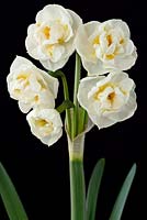 Narcissus 'Bridal Crown' AGM - Daffodil
